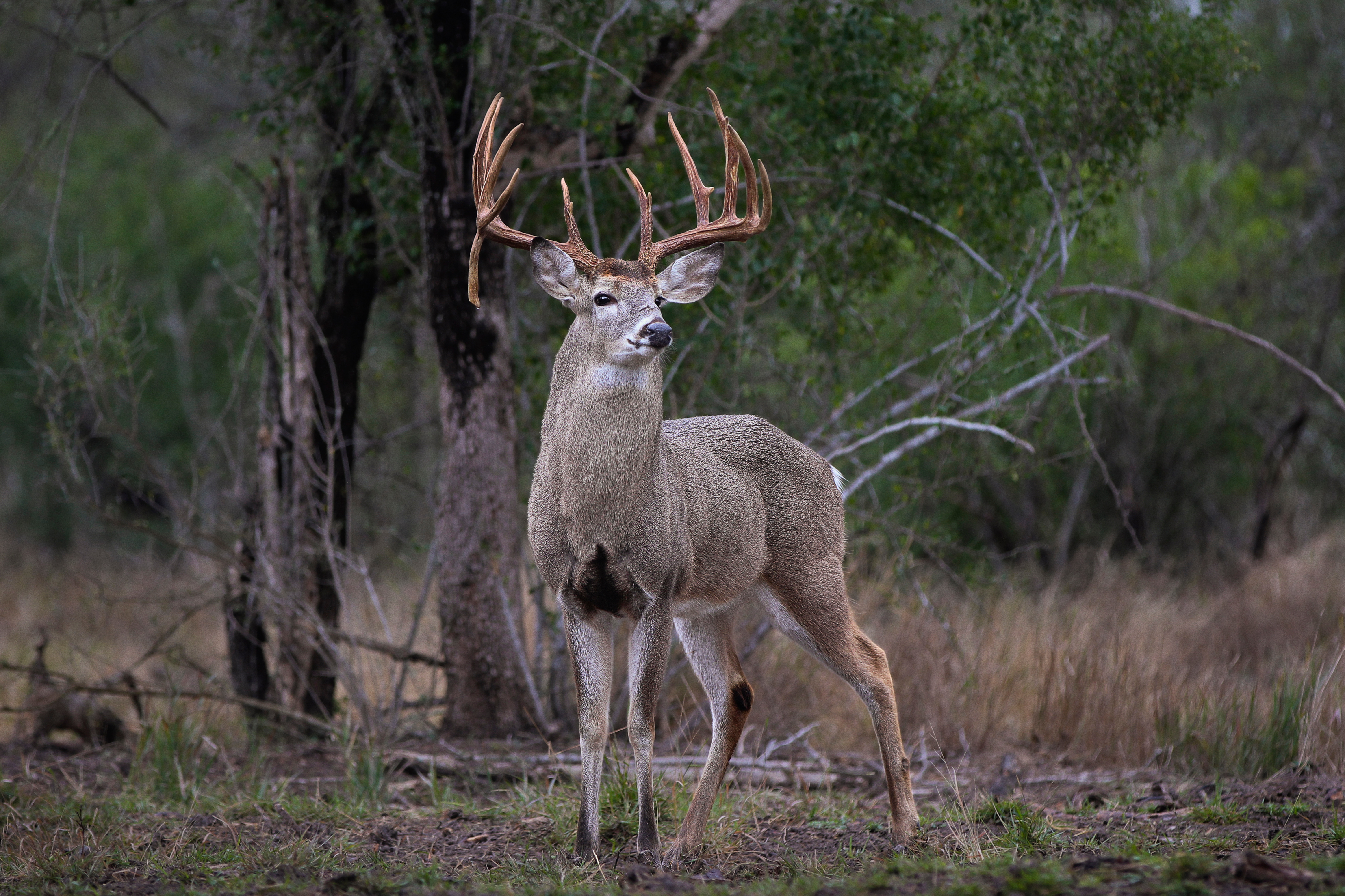 A whitetail buck in the woods, finding hunting leases concept. 