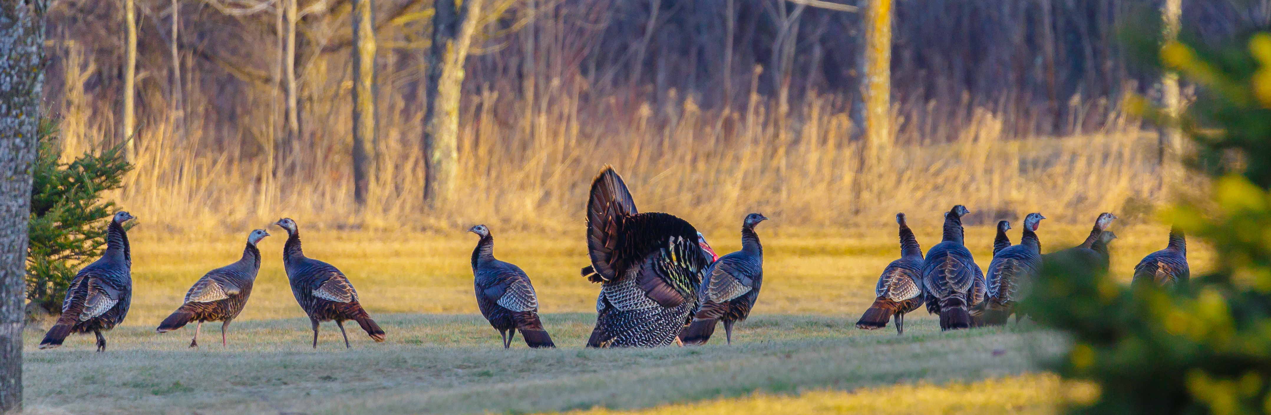 Several turkeys in a clearing, how to set up your hunting blind concept. 