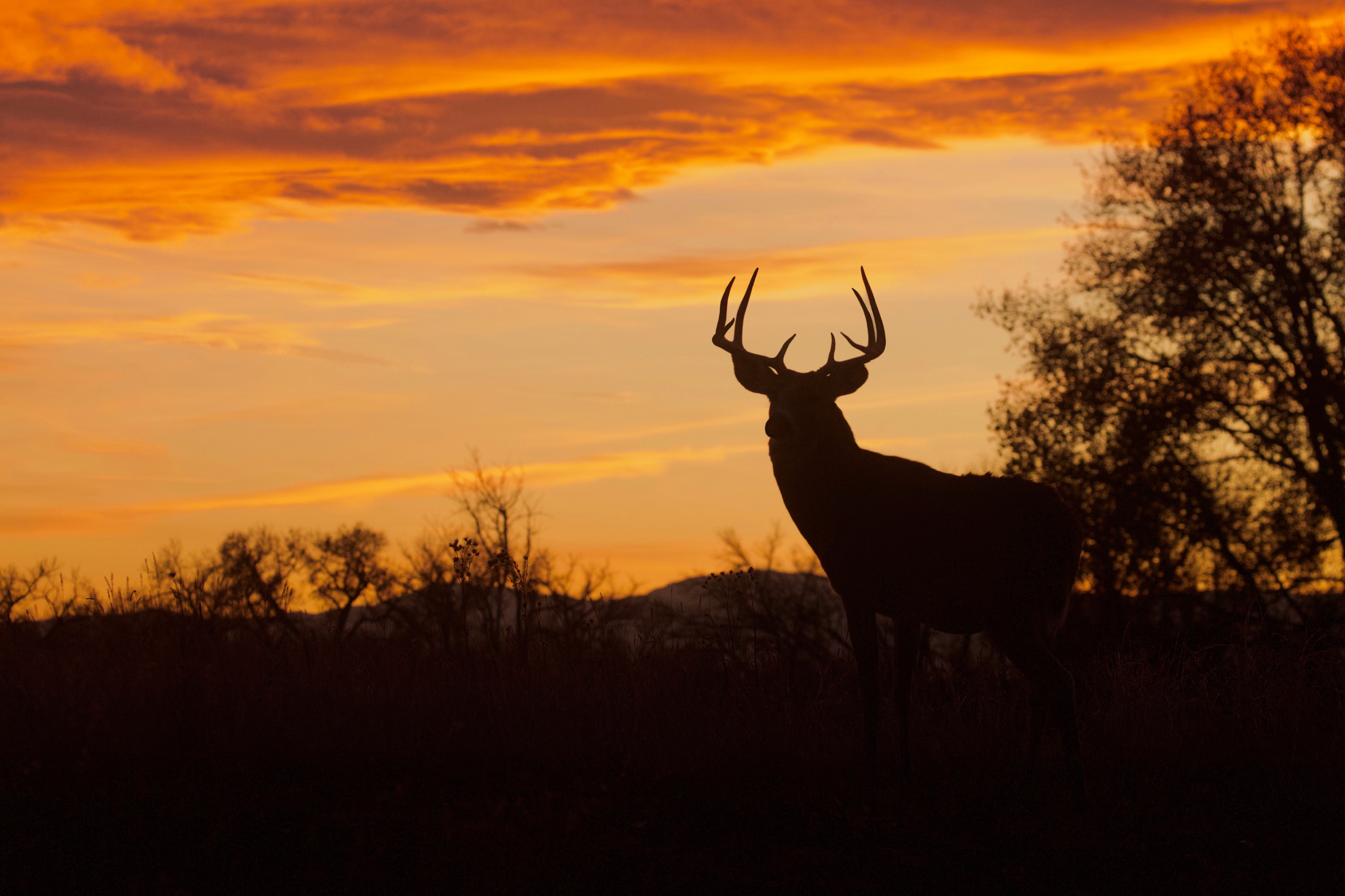 A silhouette of a buck a dusk, staying safe after the shot concept. 