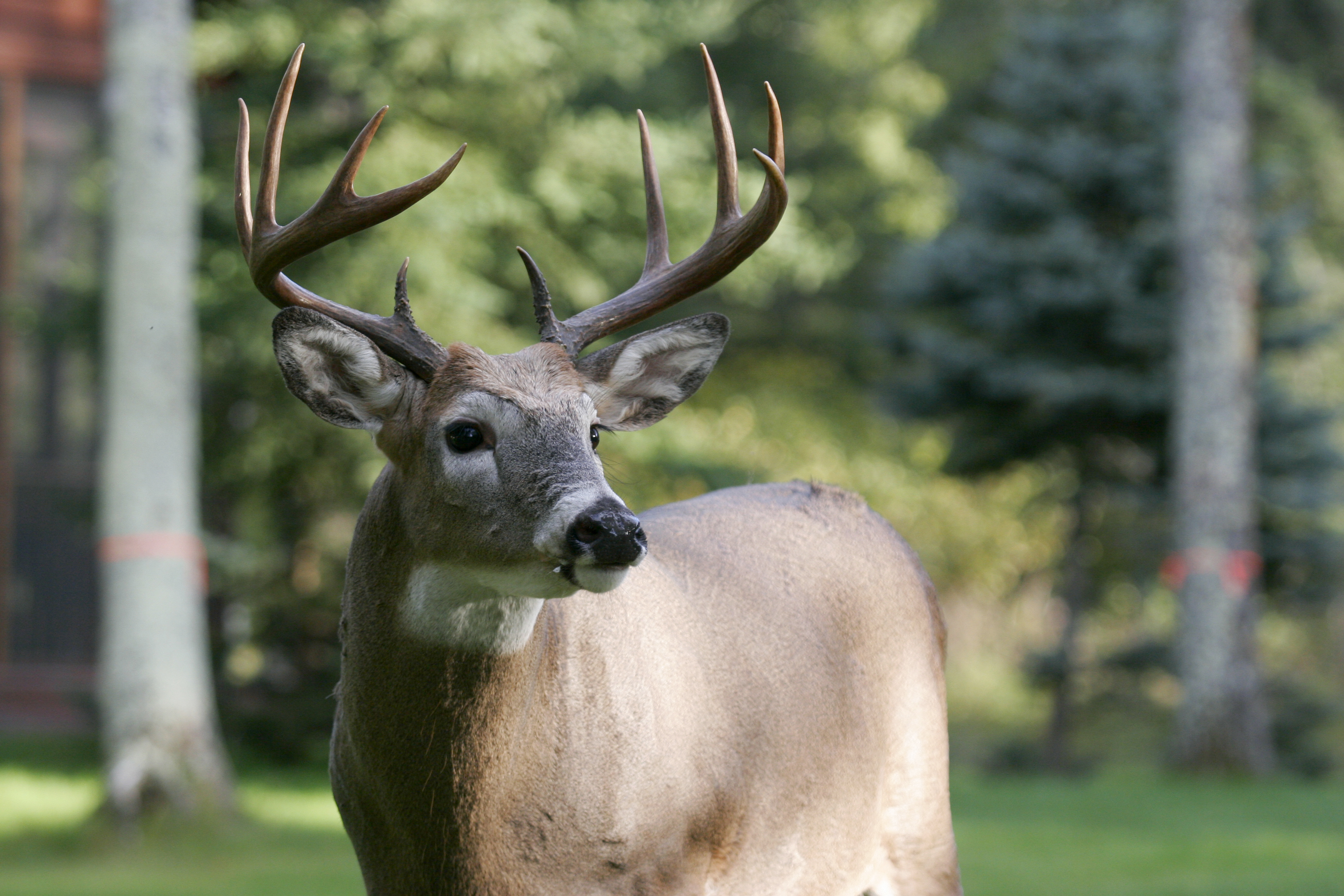Close-up of a buck, hunting for wild game recipes concept. 
