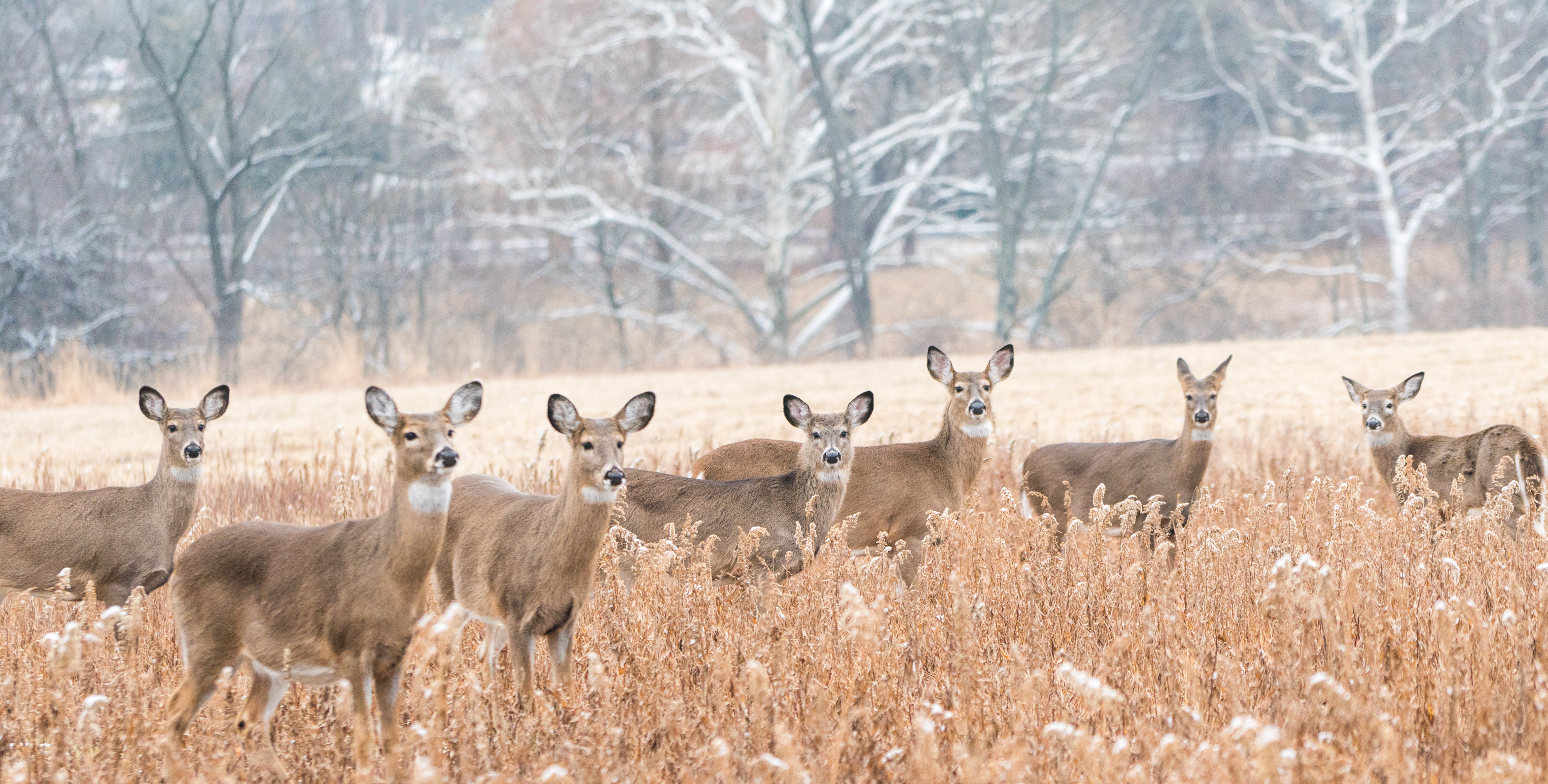 A group of deer in the field, determining your safe zone of fire concept. 