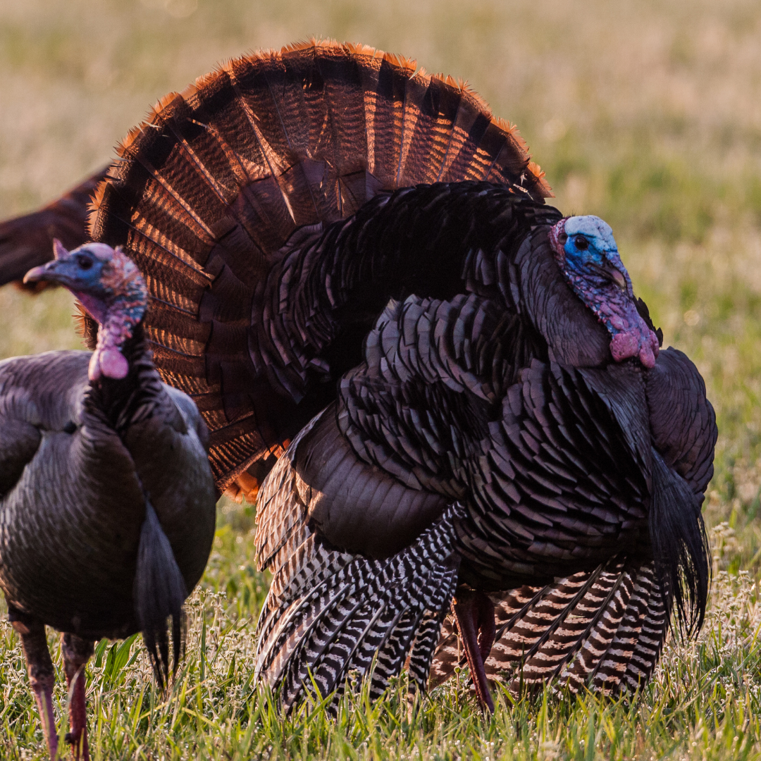 Two turkeys in a field, wild game recipes for turkey concept. 