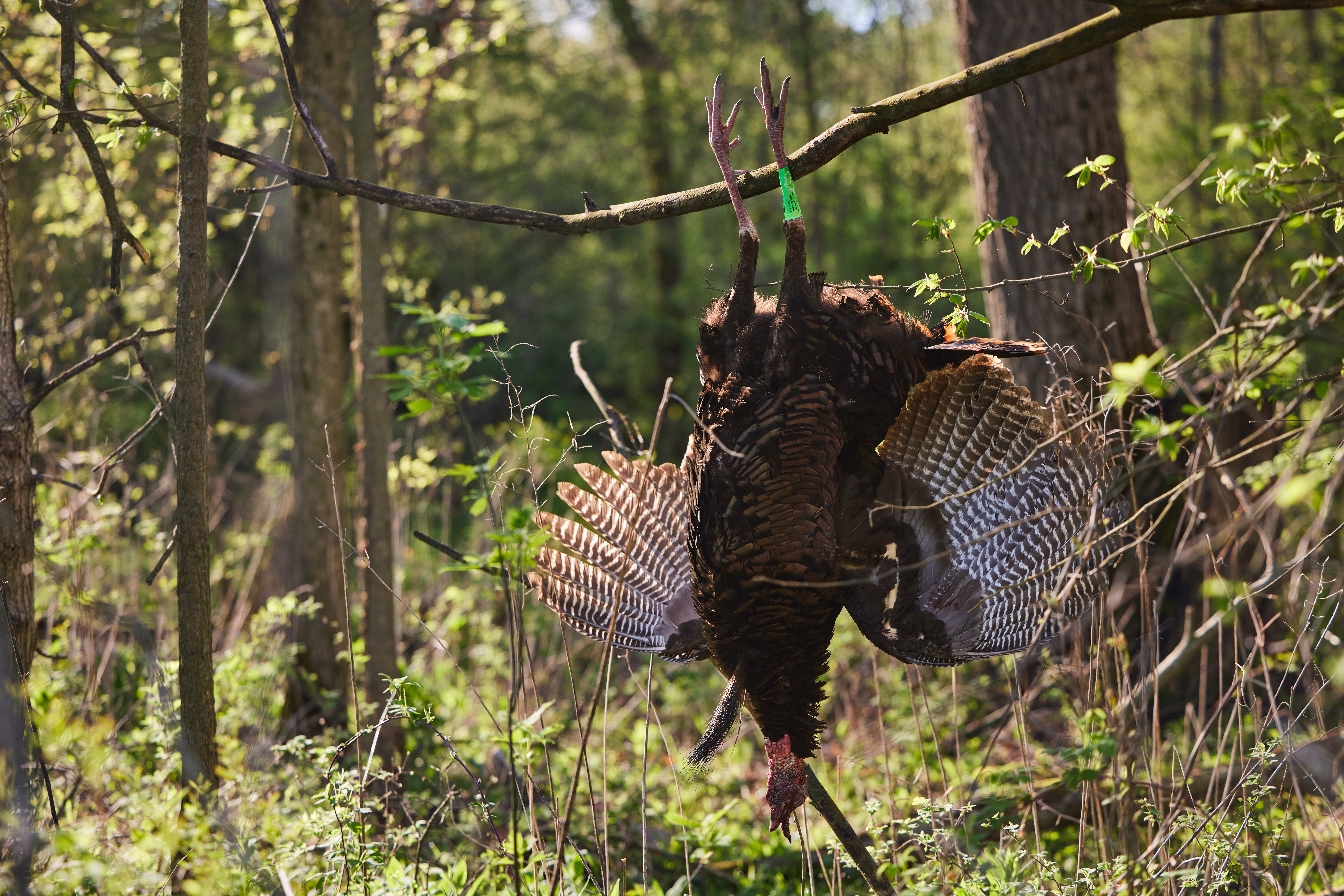 A turkey hangs from a branch after a hunt, wild game recipes concept. 