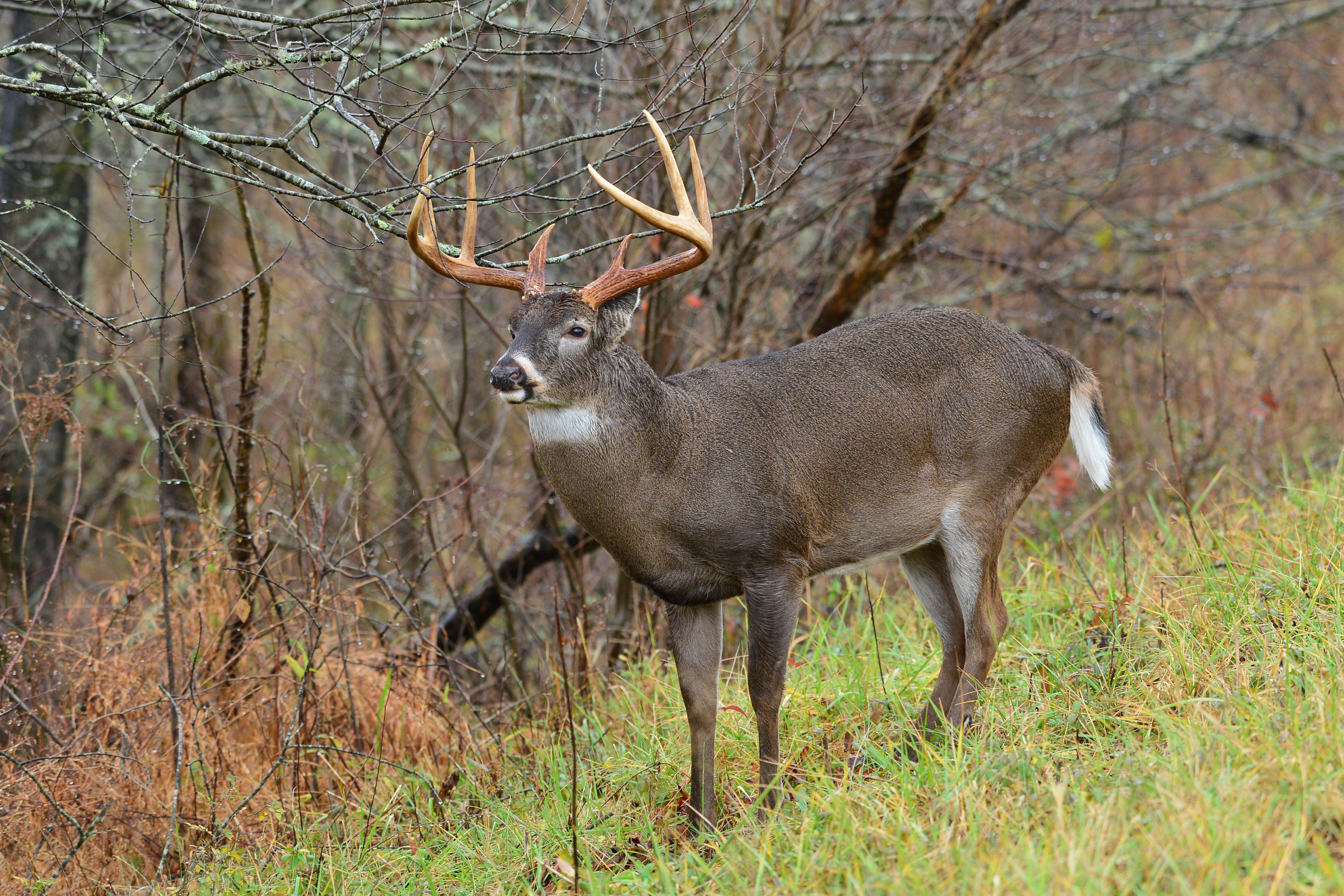 A whitetail buck at the edge of the woods, wild game recipes concept. 