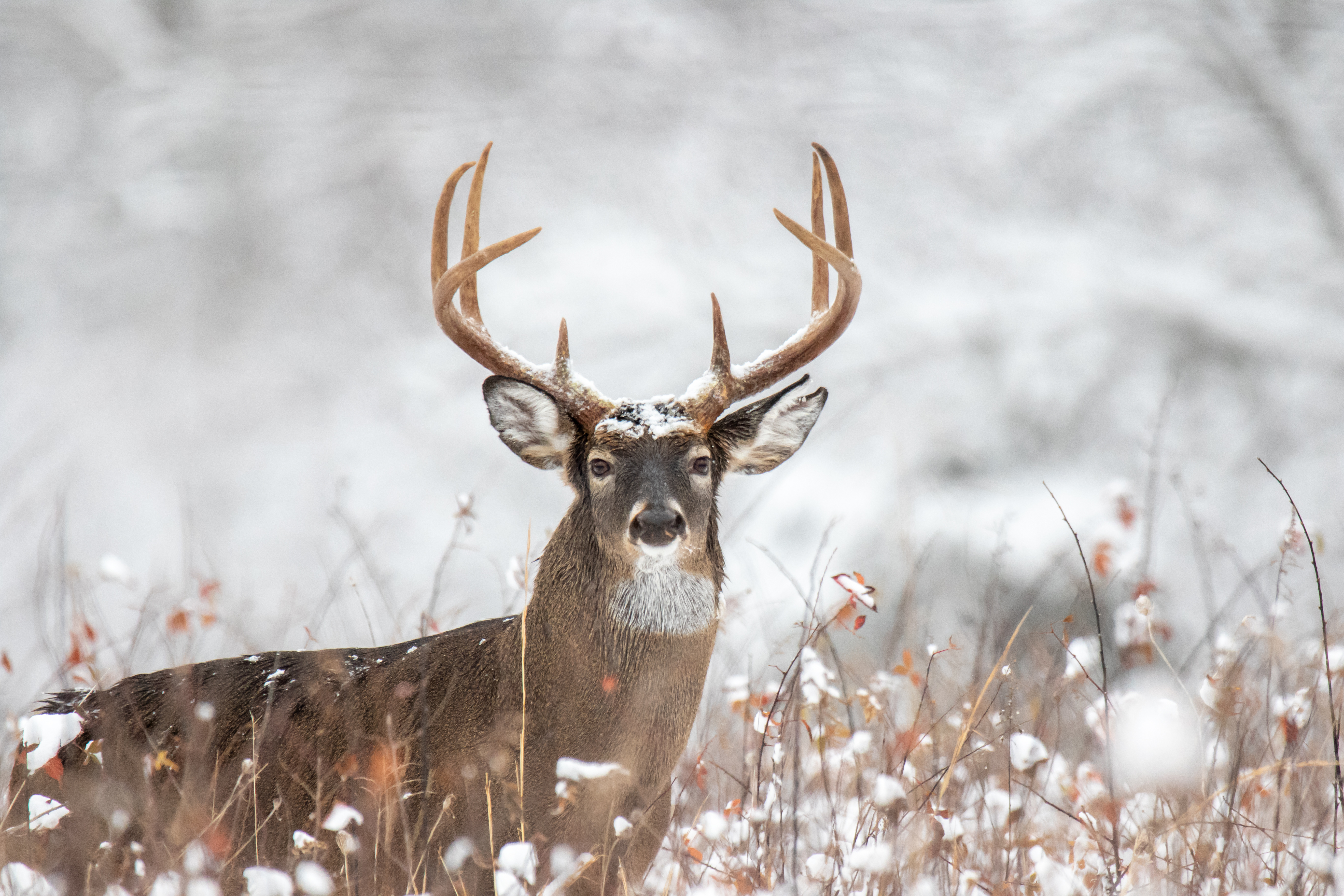 A buck in the snow, how to prevent hypothermia when hunting concept. 