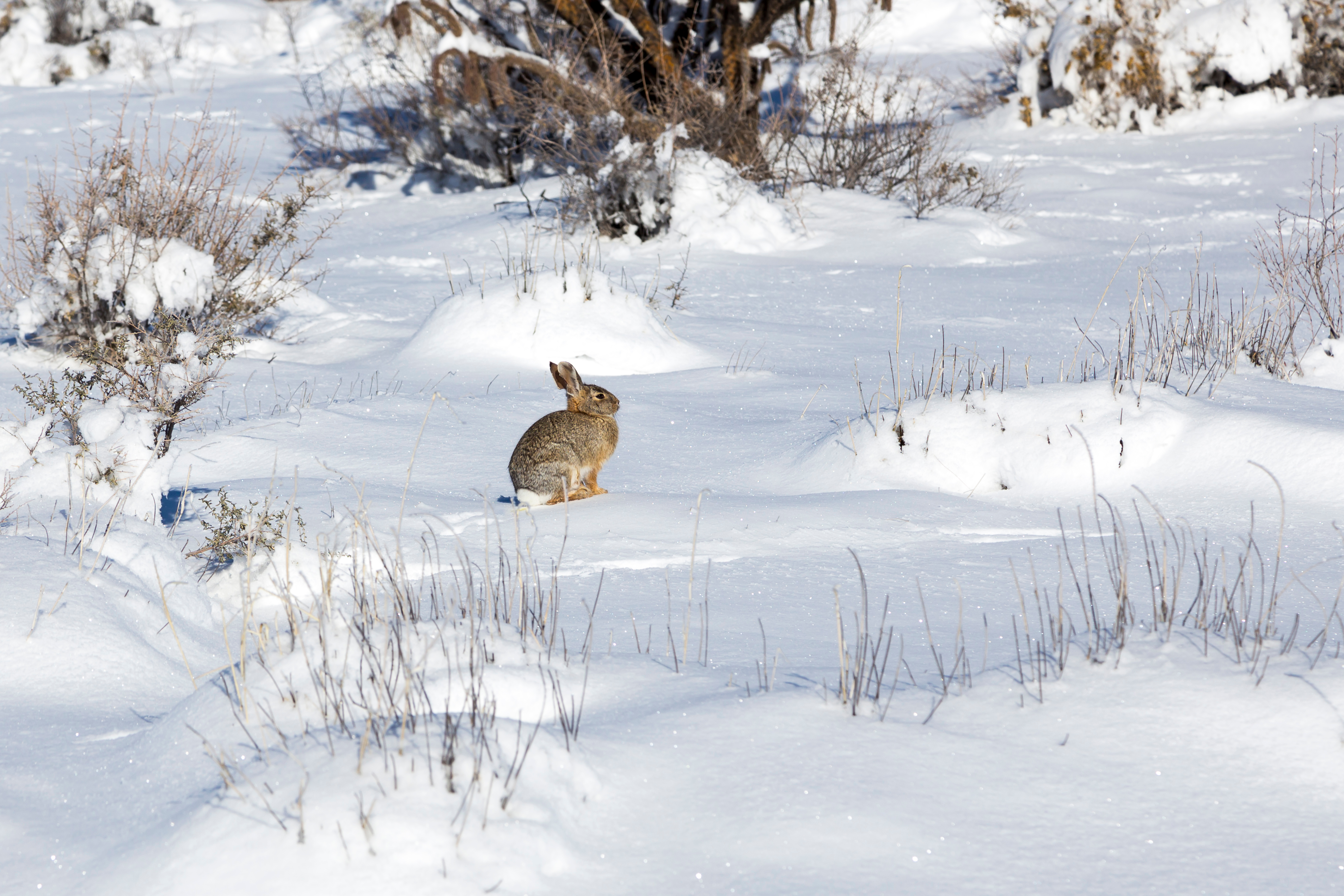A rabbit in the snow, how to prevent hypothermia concept. 