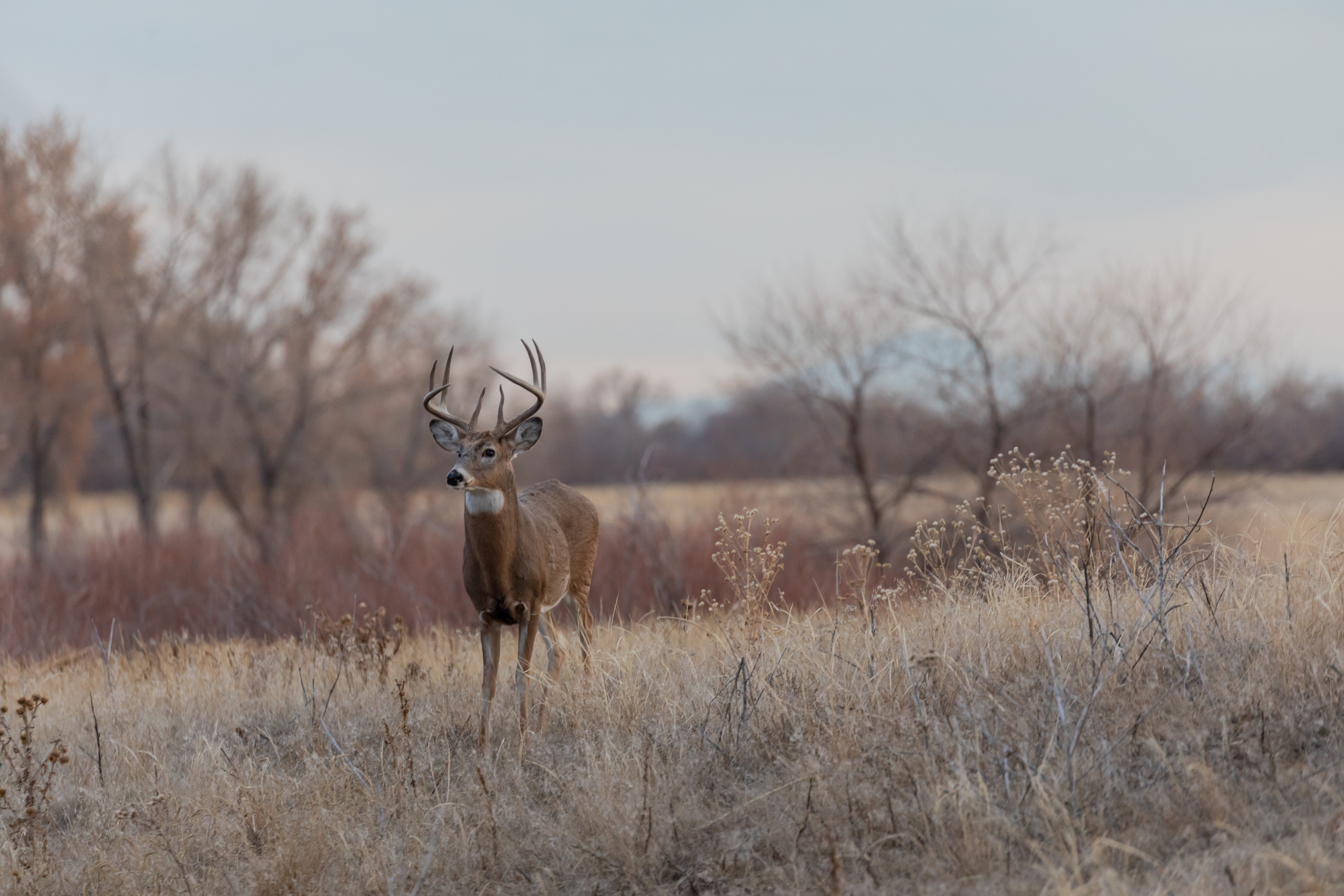 A whitetail deer standing in a field, using hunting education and cell phones on a hunt concept. 