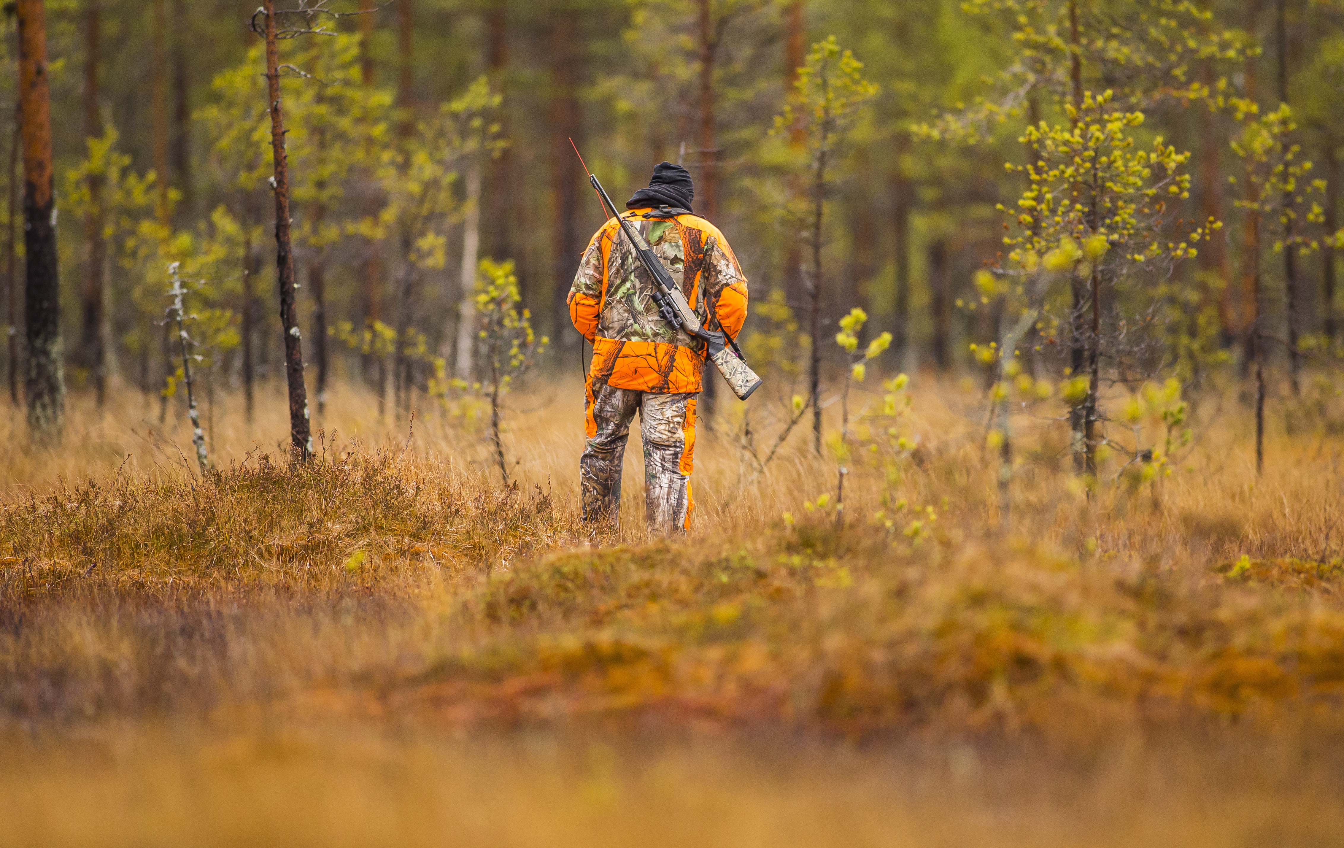 A hunter wearing blaze orange walks in the field. 