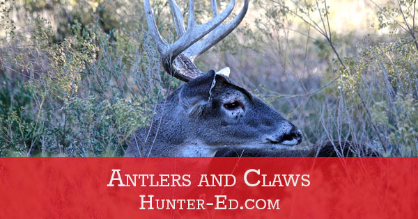 Recipe: Antlers and Claws