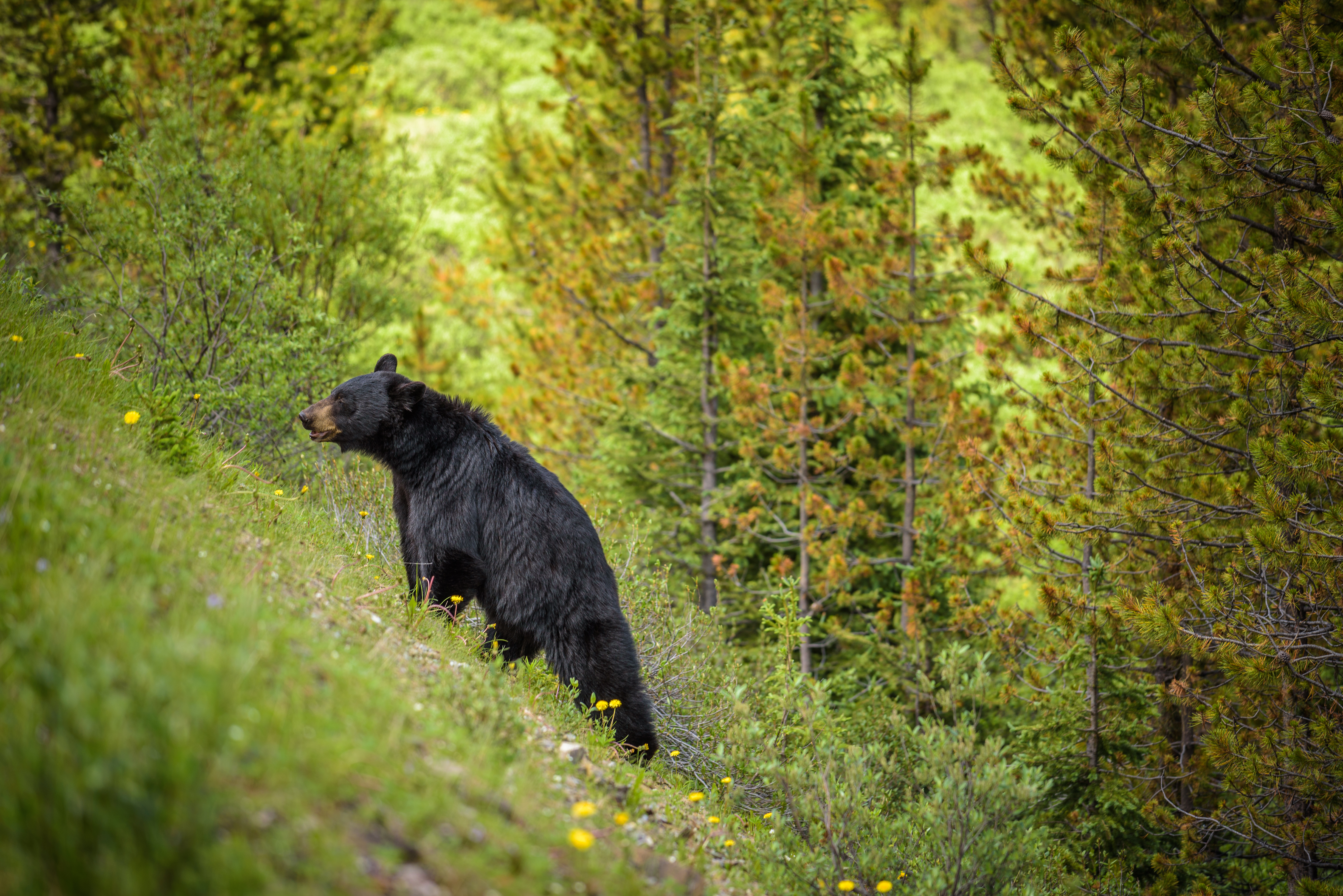 A bear on the side of a hill, Theresa Vail accidental bear kill concept. 