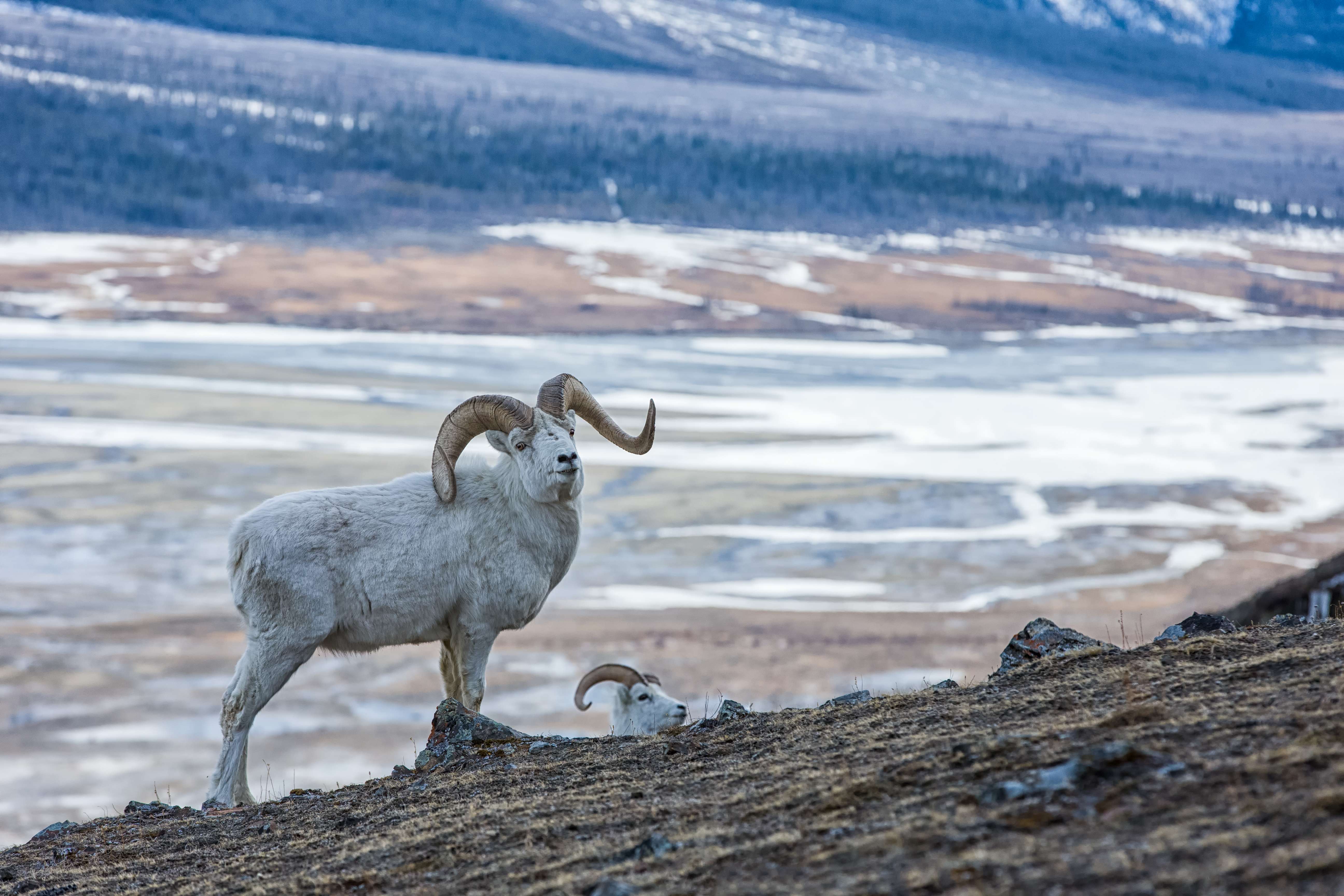 Two bighorn sheep on a mountain, hunting is conservation concept. 